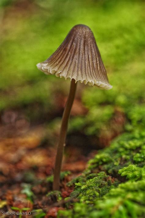 Witch Hat Mushrooms: A Journey into the World of Mycology